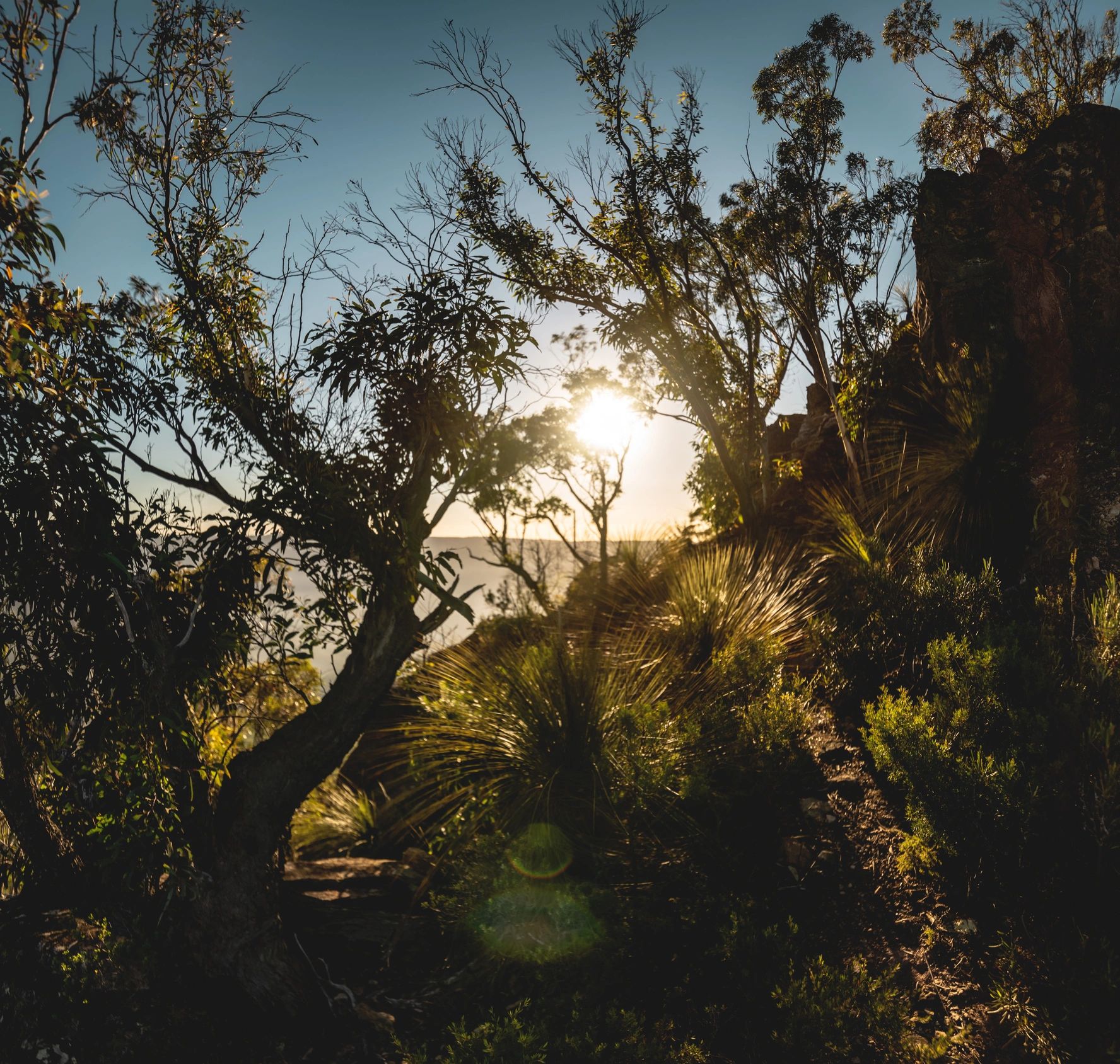 Sunrise through native Australian bushland trees